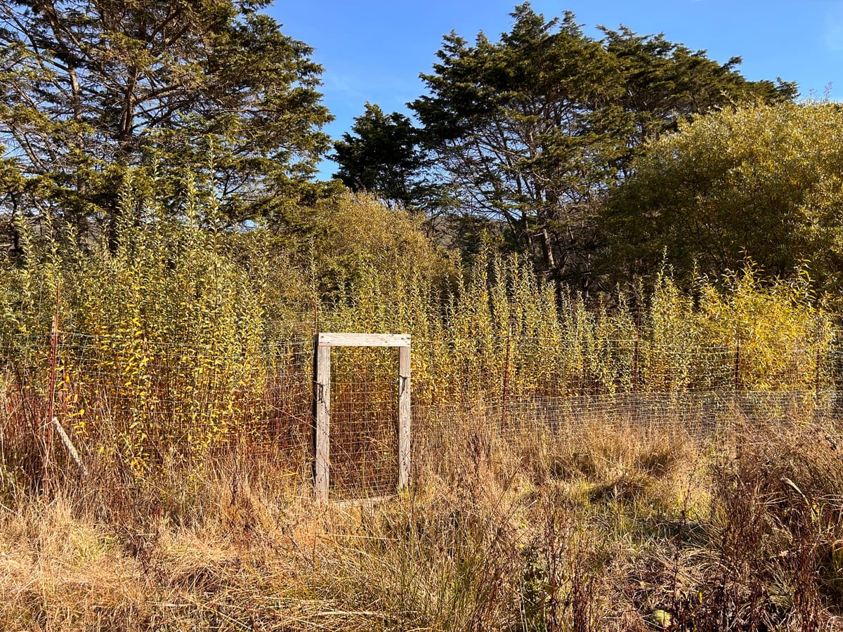 BEING WITH WHAT ACTUALLY IS